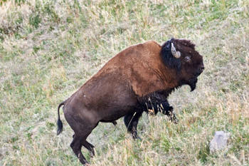 Wildlife Yellowstone<br>NIKON D4, 500 mm, 8000 ISO,  1/400 sec,  f : 9 